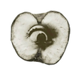 One half of an old apple. An eye, complete with an eyelid and eyelashes, stares out from where the core should be.